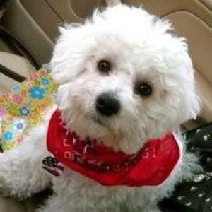 Meet your Posher, Susan